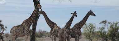 Souvenir du voyage de MICHEL, Afrique du Sud