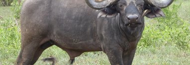 Souvenir du voyage de MICHEL, Afrique du Sud
