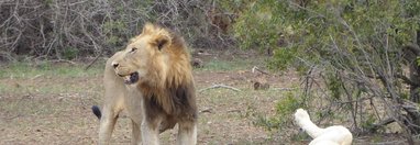 Souvenir du voyage de MICHEL, Afrique du Sud