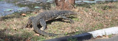 Souvenir du voyage de Jean Claude, Sri Lanka