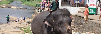 Souvenir du voyage de Jean Claude, Sri Lanka