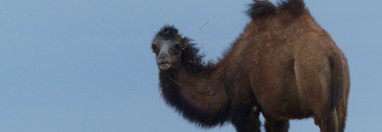 Souvenir du voyage de Anne Marie, Ouzbekistan