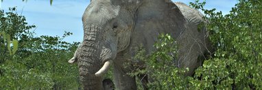 Souvenir du voyage de Benedicte, Namibie