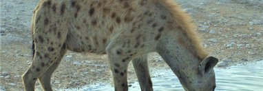 Souvenir du voyage de Benedicte, Namibie