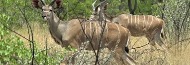 Souvenir du voyage de Benedicte, Namibie