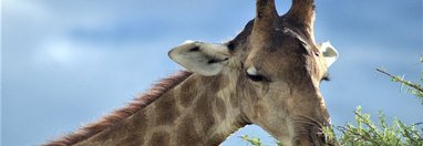 Souvenir du voyage de Benedicte, Namibie