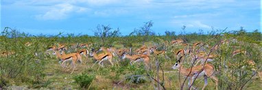 Souvenir du voyage de Benedicte, Namibie