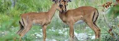 Souvenir du voyage de Benedicte, Namibie