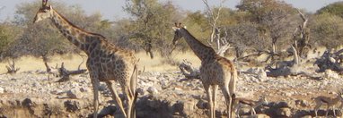 Souvenir du voyage de Eddie, Namibie