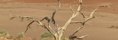 Souvenir du voyage de Christine, Namibie