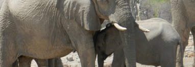 Souvenir du voyage de Christine, Namibie