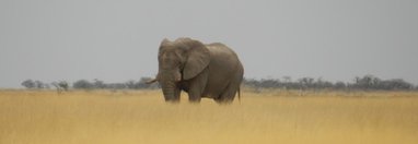 Souvenir du voyage de Christine, Namibie