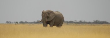 Souvenir du voyage de Christine, Namibie