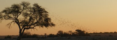 Souvenir du voyage de Christine, Namibie