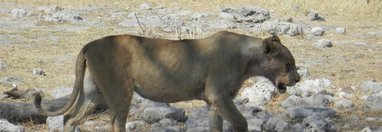 Souvenir du voyage de Christine, Namibie