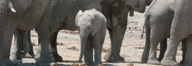 Souvenir du voyage de Christine, Namibie