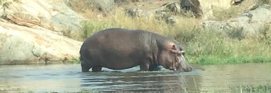 Souvenir du voyage de Celine, Afrique du Sud