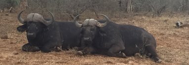 Souvenir du voyage de Celine, Afrique du Sud