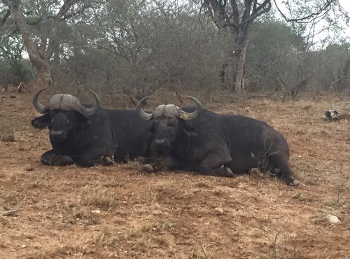 Souvenir du voyage de Celine, Afrique du Sud