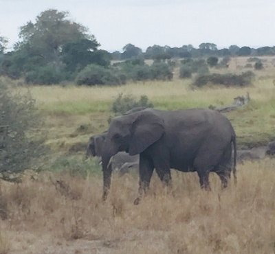 Souvenir du voyage de Celine, Afrique du Sud