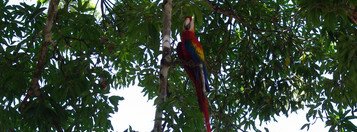 Souvenir du voyage de Claudine, Costa Rica