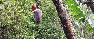 Souvenir du voyage de Claudine, Costa Rica