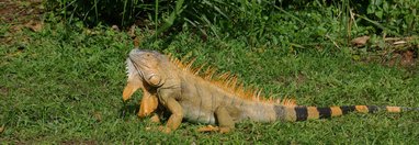 Souvenir du voyage de Claudine, Costa Rica