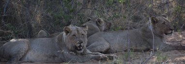 Souvenir du voyage de Thomas, Afrique du Sud