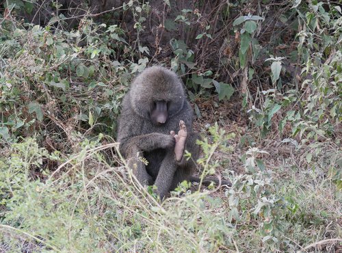 Souvenir du voyage de Florence, Tanzanie