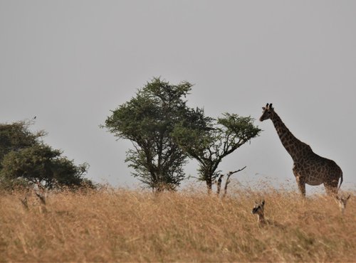 Souvenir du voyage de Florence, Tanzanie
