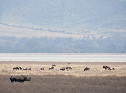 Souvenir du voyage de Florence, Tanzanie