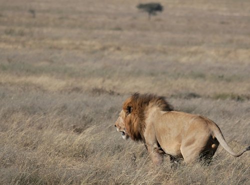 Souvenir du voyage de Florence, Tanzanie