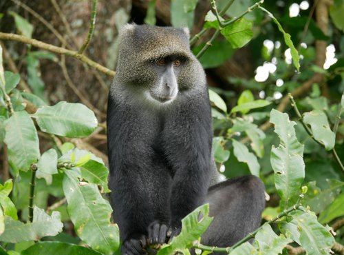 Souvenir du voyage de Florence, Tanzanie