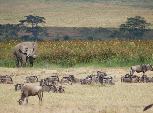 Souvenir du voyage de Florence, Tanzanie