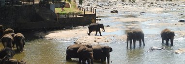 Souvenir du voyage de Muriel, Sri Lanka