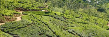 Souvenir du voyage de Muriel, Sri Lanka