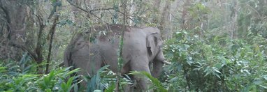 Souvenir du voyage de Remy, Thaïlande