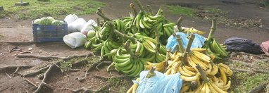 Souvenir du voyage de Thomas, Costa Rica