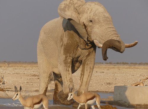 Souvenir du voyage de Christophe , Namibie