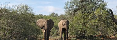 Souvenir du voyage de Jérémy, Afrique du Sud