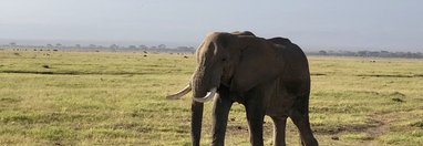 Souvenir du voyage de Stephanie, Kenya