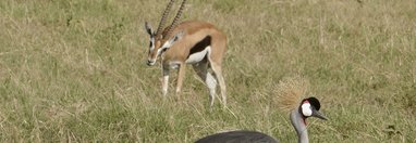 Souvenir du voyage de Stephanie, Kenya