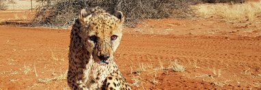 Souvenir du voyage de valérie, Namibie