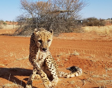 Souvenir du voyage de valérie, Namibie