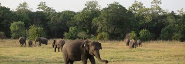 Souvenir du voyage de Georges, Sri Lanka