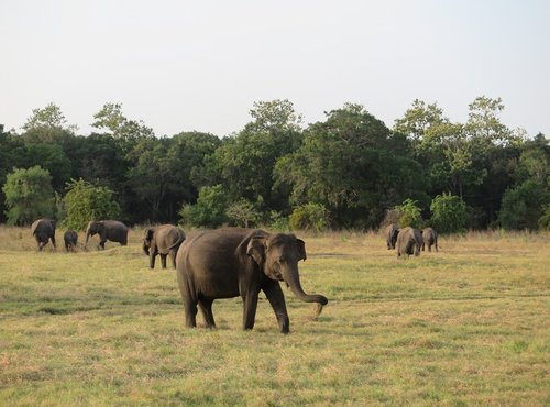 Souvenir du voyage de Georges, Sri Lanka