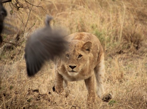 Souvenir du voyage de André, Tanzanie
