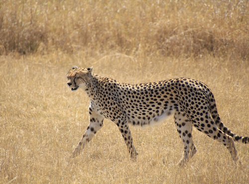 Souvenir du voyage de André, Tanzanie