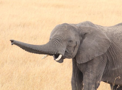 Souvenir du voyage de André, Tanzanie