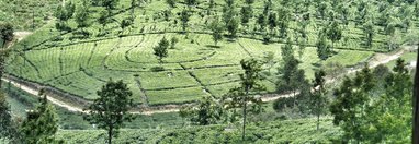 Souvenir du voyage de Claude, Sri Lanka